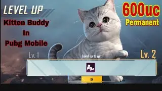 Pubg kitten pet in just 600 UC! New Kitten Buddy In Pubg Mobile  Cat Comparison
