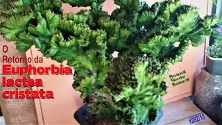 Euphorbia lactea cristata, não foi dessa vez, faremos de novo.