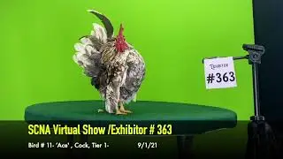 &rsquo;Ace&rsquo;,Cock, - 9/01/21