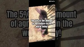 Pls #pigsisbeautiful #cow #piglet #inthebarnonthepigfarm #farmlife #cutepiglets #farm #lovepigs