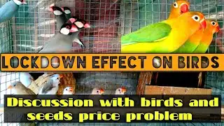 Lockdown effect on birds || Discussion about birds and seeds prices || birds in lockdown
