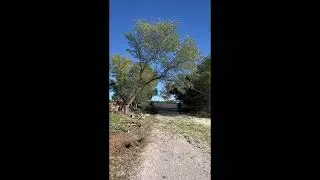REMOVING A DOZEN TREES IN STEINER RANCH TEXAS 