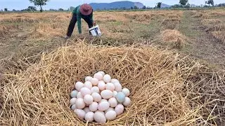 Top  unique  !A farmer picked a lot of duck eggs from the straw in the rice fields near the village.