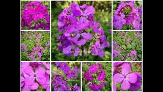 Engel001 . Wundersch&ouml;n . Nachtviole . Hesperis Matronalis . Pflanzen . Aktuelle Nachrichten .