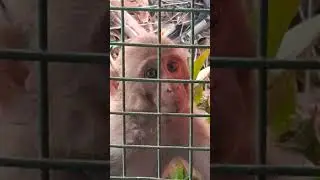 Bandar apni thakan utarane ke liye sota hua#monkey # Neend # Mera Chain Mujhe Lauta do
