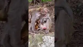 Wild Monkey Park. Cute little monkey. The puzzling behavior of monkeys. Love animals #30