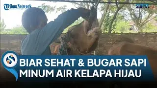 Jaga Kesehatan Jelang Idul Adha & Kebal Wabah PMK Sapi Diberi Minuman Air Kelapa Hijau 