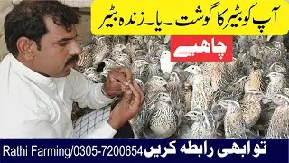 Batair / Quail Farming Bussiness in Pakistan ll RF Betair Farm Kasur ll