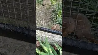 Mangoest Artis / Mangoose in Artis