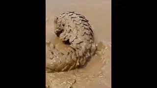 Armadillo Mudbath #armadillo #armadillos #mudbath #shorts #short