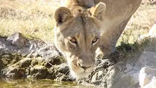 southern animal #animals #cat