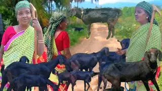 கருப்பு நாட்டு வெள்ளாடு வளர்ப்பு |மேய்ச்சலுக்கு பாசத்துடன் விடும் ஆத்தா | Goat Farm | Siva Arun Tv