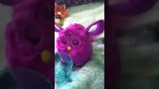 Hatchemal , Furby egg fun