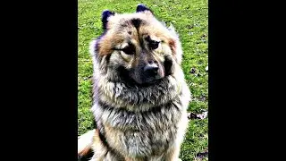 Timber | 4 Year Eurasier | Best Trained Dogs of OR | Portland OffLeash K9 Training