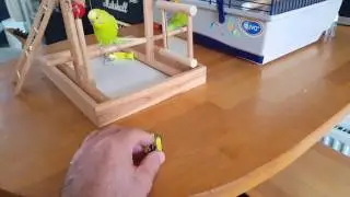Spelen met Stuka de leipe parkiet