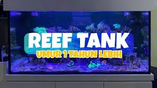 PENAMPAKAN REEF TANK (AQUARIUM LAUT) UMUR 1 TAHUN