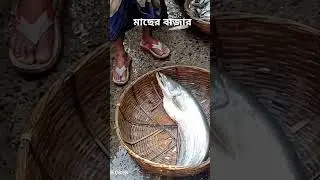 মাছের বাজার #fishmarket #agr #fishproject #highlights
