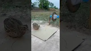 Unique DIY Quail Trap #shorts