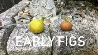 The Rhaasti and Little Ruby Figs: Very Early