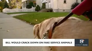 Bill Would Crack Down on Fake Service Animals