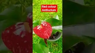 Anthurium #nature #tree #anthurium #flowers #relaxing #shorts #shortsvideo