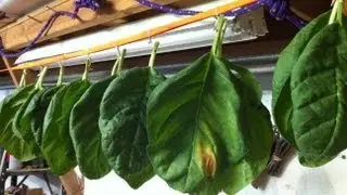 Learning how to make tobacco. Color curing my tobacco so I can ferment it.
