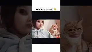 Face swap | Funny Cat😹🤣 #funny #facecam #cat