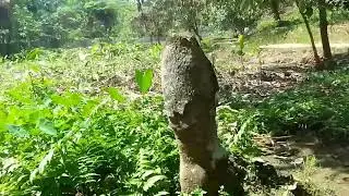 upgrade shiv susu