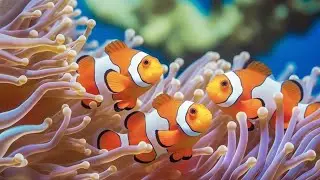 The Best 4K Aquarium 🐠 Explore the Stunning World of Sea Jellyfish and Beautiful Coral Reef Fish.#96