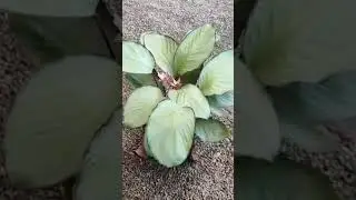 Silver plate calathiya plants....#gardening #houseplants #shortsviral #shortsvideo