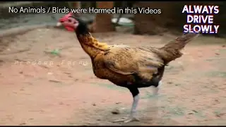 Peru Breeding Hen || Peruvian || Pradeep Farms || Vijayawada || Andhra Pradesh