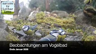 Vögel im Winter