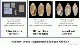 Mollusco, ordine Neogastropoda, famiglia Olividae olivella oliva amalda olivancillaria belloliva