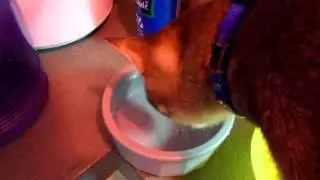 Cat Health - Distilled Water & Colloidal Silver