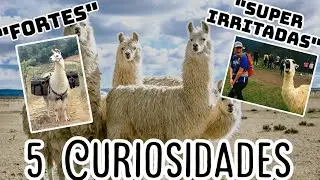 Por quanto tempo dura a gesta&ccedil;&atilde;o de uma lhama? /5 curiosidades sobre as lhamas