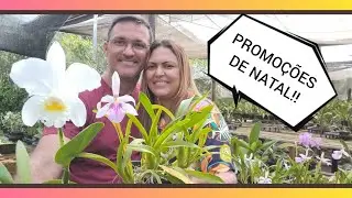 Orquidário Monte Negro - Promoção de Natal com novidades e lindas orquídeas!!!!