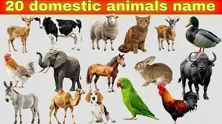 Domestic Animals Learning for Kids | Learn Pet & Farm Animal Names 🐶🐄