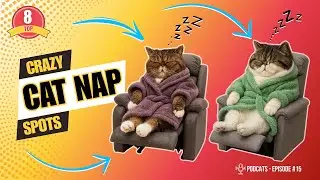 Top 8 Weirdest Cat Sleeping Positions (Funny & Relatable)