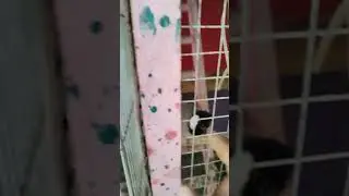 تحفيز البلابل على التغريد والعب
