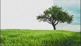How to remove background of a tree . photoshop tutorial 2024