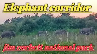 Tiger Crossing road !! elephant corridor !! elephant heard !  jim corbett national park jungle safar