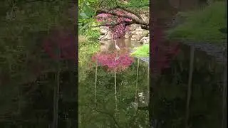 master piece of mine #amazing #shortsvideo #nature #masterpiece #park #animal #birds