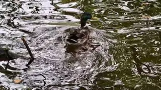 peaceful male duck beside reflective surface, quiet mallard resting under cloudy sky near rippling