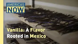 Vanilla: A Flavor Rooted in Mexico