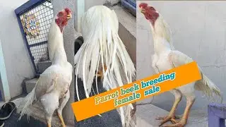 TOP QUALITY PARROT BEEK ASSEL II LONG TAIL          9392749980