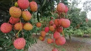 দিনাজপুরের লিচু বাগান।বেদনা লিচুর জাত সম্বন্ধে একটু জেনে নিন।