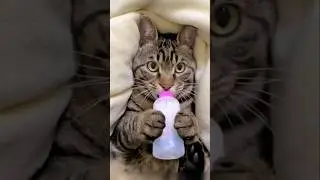 Кот хочет молока😂🍼😺#fyp;#cat