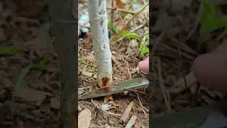 Cutting out an apple tree borer larva, tricky one
