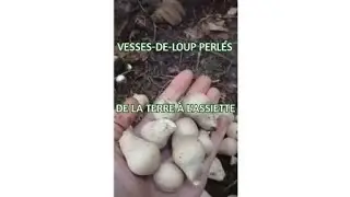 VESSE-DE-LOUP PERLÉE : DE LA TERRE À L'ASSIETTE 🌱 Recette simple et peu coûteuse mais délicieuse 👍🏻