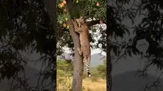 Unbelievable! Cheetah Attacks Baby Monkey but Mango Fruits Strike Back 😱 | Wild Footage
